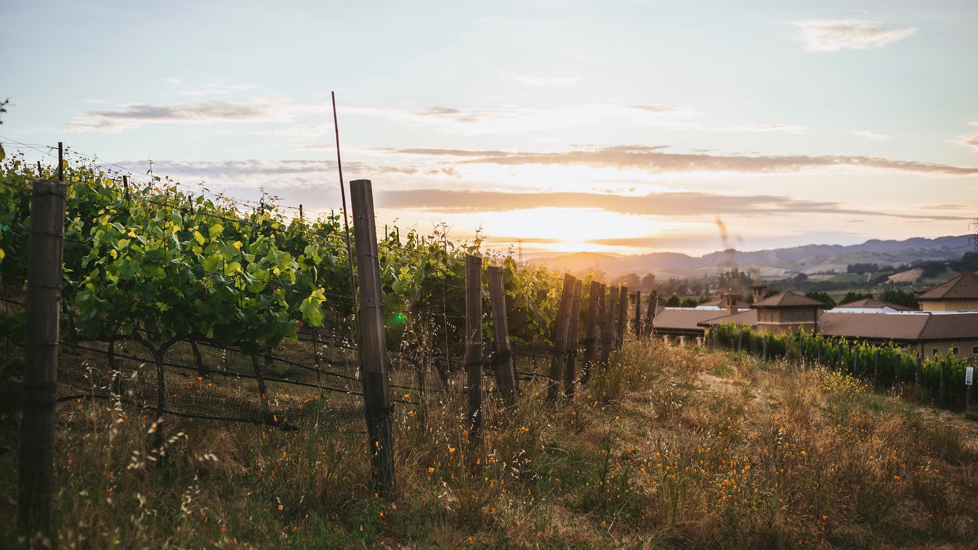 Sunset in the vineyard, Spa Terra, The Meritage Resort and Spa in Napa Valley, Spas of America